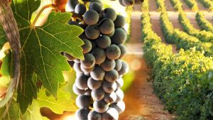Los viñedos de Pata Negra: Tradición y pasión en cada cosecha