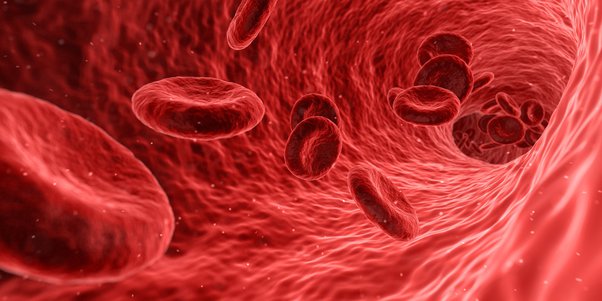 ¿Cómo se regula la capacidad del cuerpo humano para contener sangre?