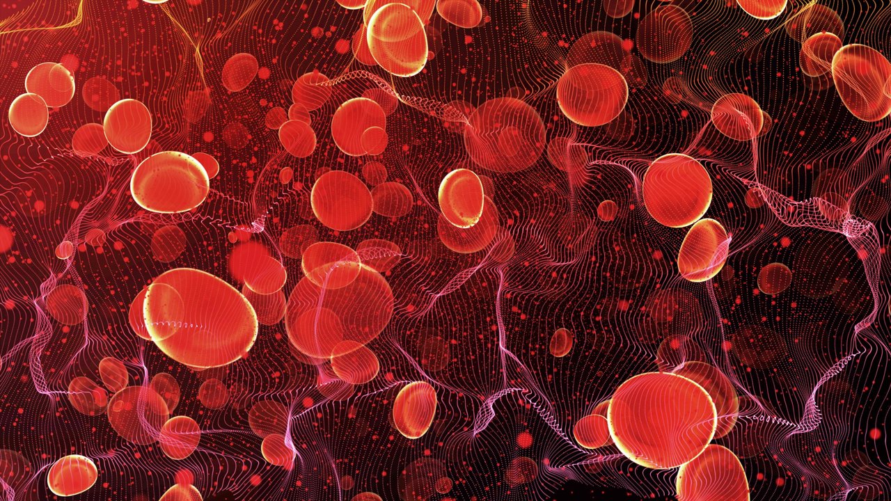 Factores que influyen en la capacidad del cuerpo humano para contener sangre